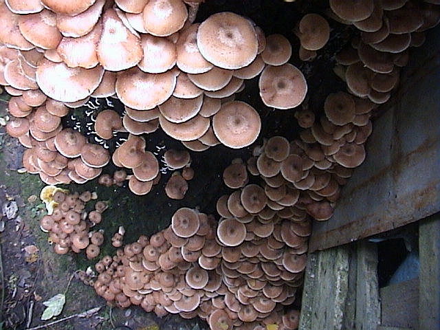 Uno spettacolo di Armillaria del 2002